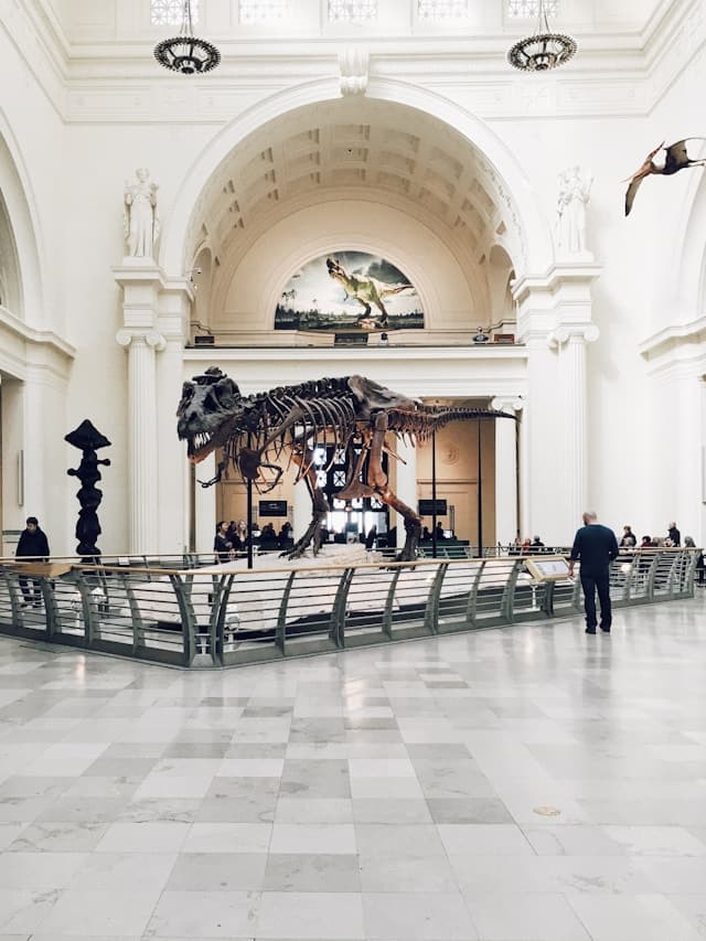 Dino in a museum